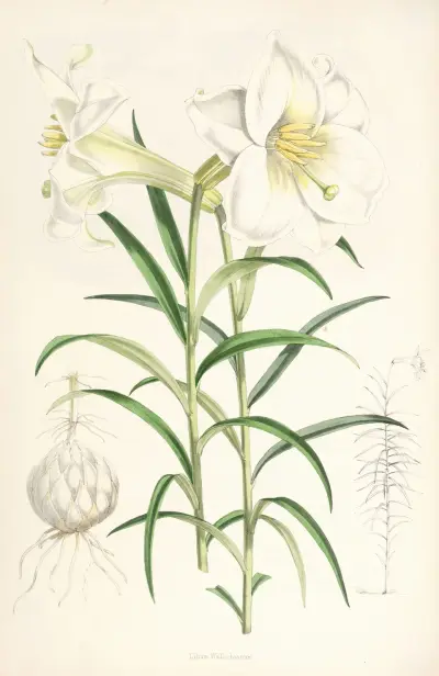 Lilium Wallichianum, Walter Hood Fitch