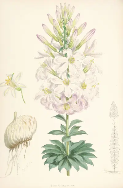 Lilium Washingtonianum, Walter Hood Fitch