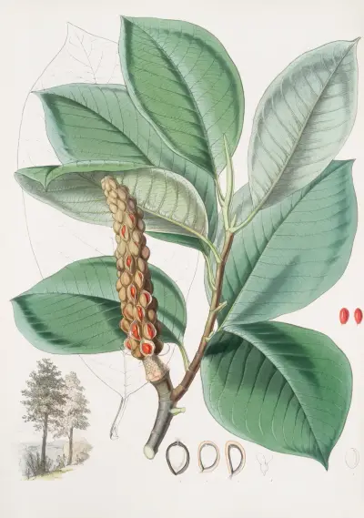 Magnolia Campbellii, H.f. et T. (Fruiting plant in foliage), 1855 – nr 2 av Walter Hood Fitch