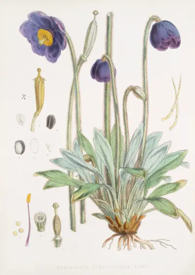 Meconopsis Simplicifolia, H. f. et T. av Walter Hood Fitch