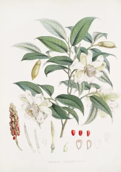 Michelia Cathcartii, H.f. et T. av Walter Hood Fitch