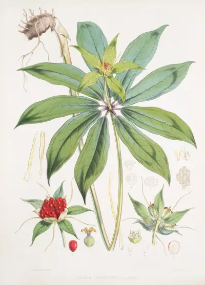 Paris Polyphylla, Smit. av Walter Hood Fitch