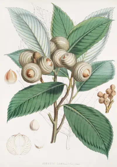 Quercus Lamellosa, Ham. av Walter Hood Fitch