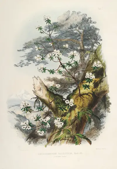 The Rhododendrons of Sikkim-Himalaya Pl.01, Walter Hood Fitch