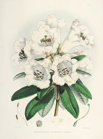The Rhododendrons of Sikkim-Himalaya Pl.02, Walter Hood Fitch