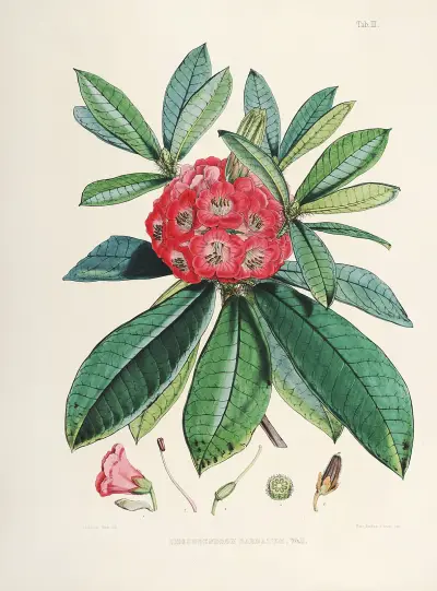 The Rhododendrons of Sikkim-Himalaya Pl.03, Walter Hood Fitch