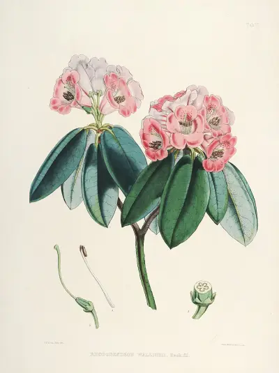 The Rhododendrons of Sikkim-Himalaya Pl.05, Walter Hood Fitch