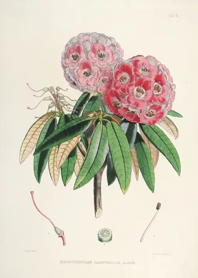 The Rhododendrons of Sikkim-Himalaya Pl.06, Walter Hood Fitch