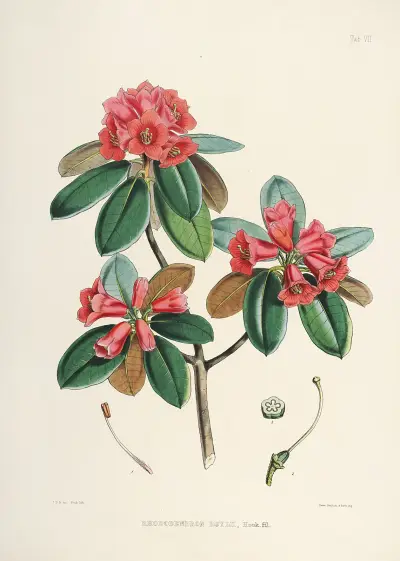 The Rhododendrons of Sikkim-Himalaya Pl.07, Walter Hood Fitch