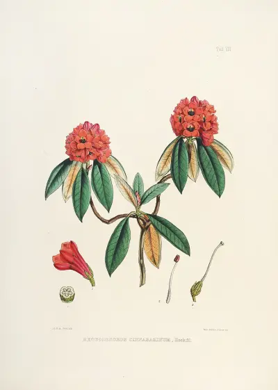 The Rhododendrons of Sikkim-Himalaya Pl.08, Walter Hood Fitch