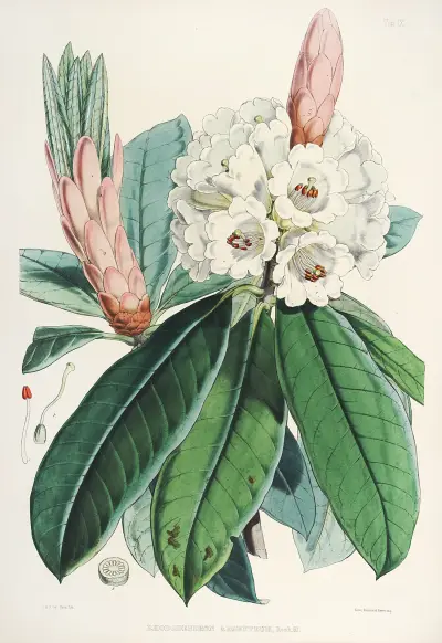 The Rhododendrons of Sikkim-Himalaya Pl.09, Walter Hood Fitch