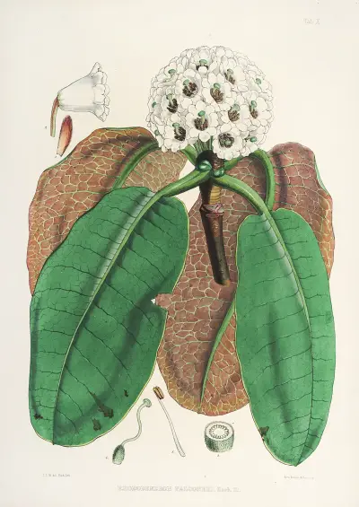 The Rhododendrons of Sikkim-Himalaya Pl.10, Walter Hood Fitch