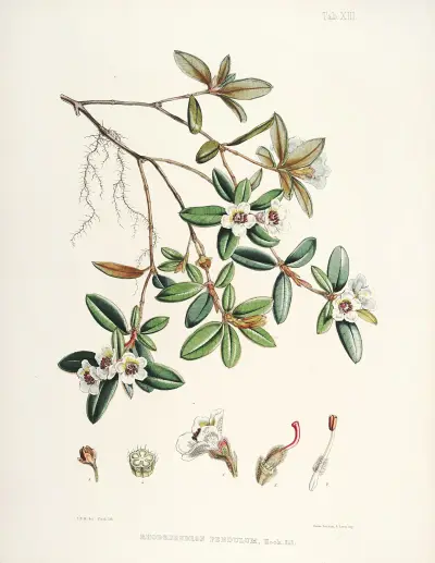 The Rhododendrons of Sikkim-Himalaya Pl.13, Walter Hood Fitch