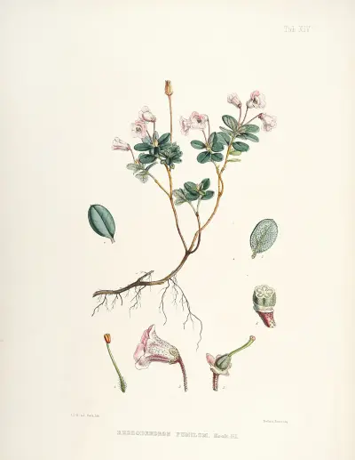 The Rhododendrons of Sikkim-Himalaya Pl.14, Walter Hood Fitch
