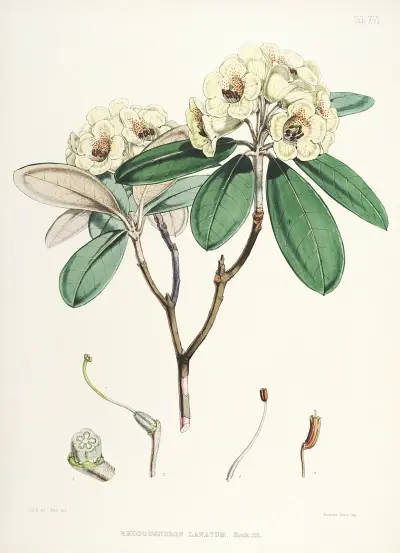The Rhododendrons of Sikkim-Himalaya Pl.16, Walter Hood Fitch