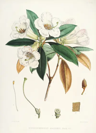 The Rhododendrons of Sikkim-Himalaya Pl.18, Walter Hood Fitch