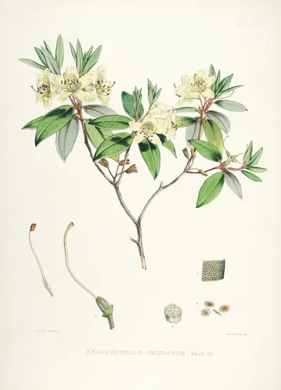 The Rhododendrons of Sikkim-Himalaya Pl.19, Walter Hood Fitch