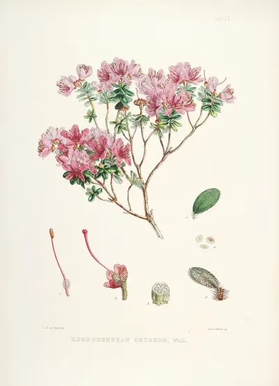 The Rhododendrons of Sikkim-Himalaya Pl.20, Walter Hood Fitch
