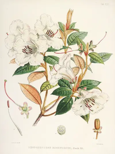 The Rhododendrons of Sikkim-Himalaya Pl.21, Walter Hood Fitch