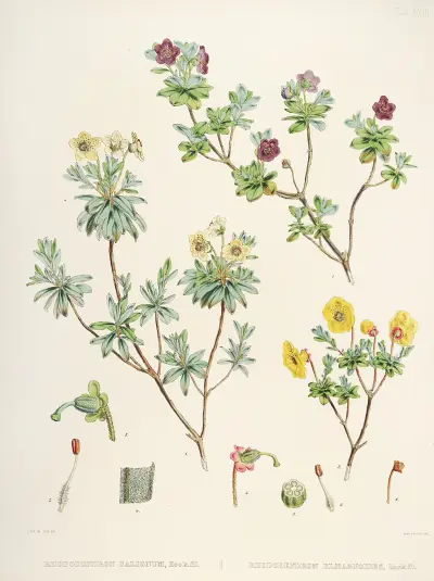 The Rhododendrons of Sikkim-Himalaya Pl.23, Walter Hood Fitch
