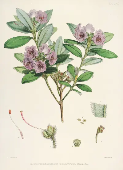 The Rhododendrons of Sikkim-Himalaya Pl.24, Walter Hood Fitch