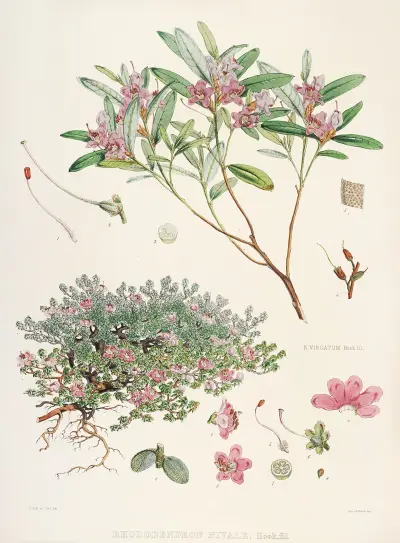 The Rhododendrons of Sikkim-Himalaya Pl.26, Walter Hood Fitch