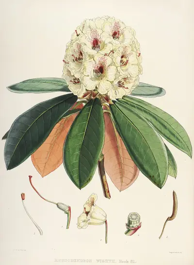 The Rhododendrons of Sikkim-Himalaya Pl.27, Walter Hood Fitch