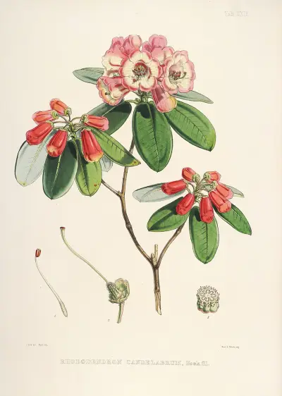 The Rhododendrons of Sikkim-Himalaya Pl.29, Walter Hood Fitch