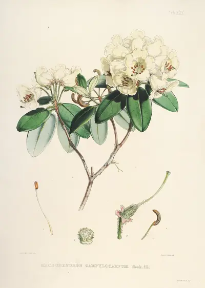 The Rhododendrons of Sikkim-Himalaya Pl.30, Walter Hood Fitch