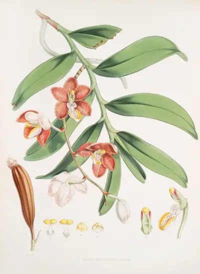 Vanda Cathcarti, Lindley. av Walter Hood Fitch