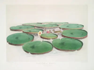 Victoria Regia, Walter Hood Fitch