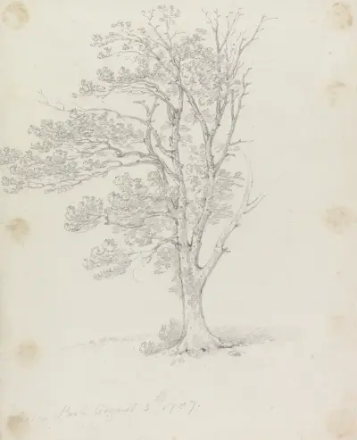 Tree at Easton Park av George Howland Beaumont