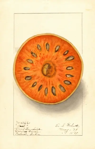 Aegle marmelos av Ellen Isham Schutt