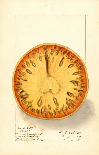 Aegle marmelos av Ellen Isham Schutt