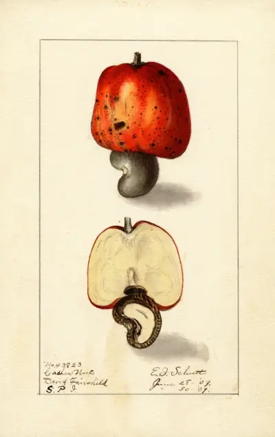 Anacardium occidentale av Ellen Isham Schutt