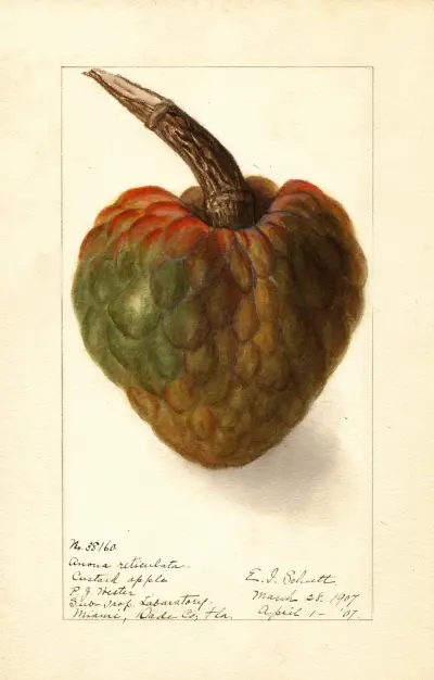 Annona reticulata av Ellen Isham Schutt