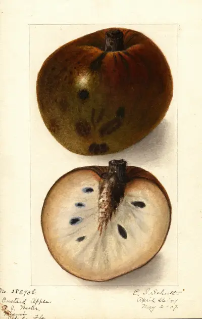 Annona reticulata av Ellen Isham Schutt