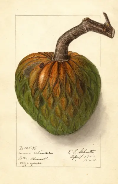 Annona reticulata av Ellen Isham Schutt