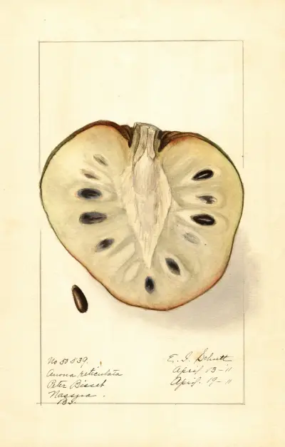 Annona reticulata av Ellen Isham Schutt