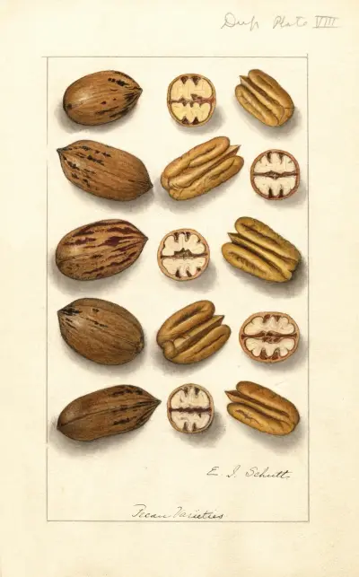 Carya illinoinensis av Ellen Isham Schutt
