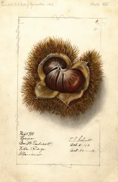 Castanea: Boone av Ellen Isham Schutt