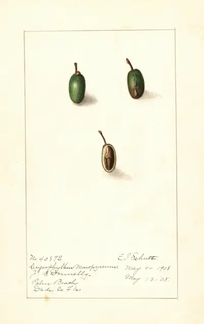 Chrysophyllum cainito av Ellen Isham Schutt
