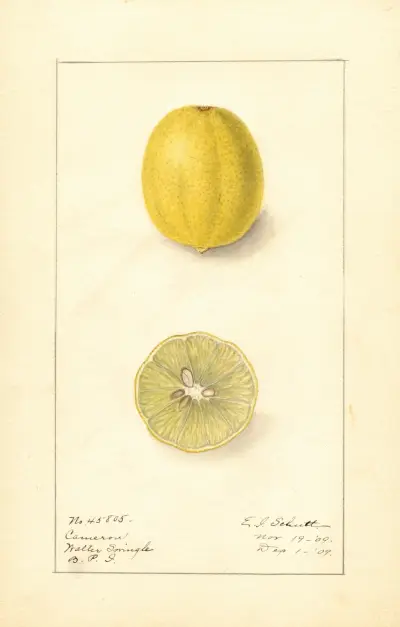 Citrus aurantiifolia: Cameron av Ellen Isham Schutt
