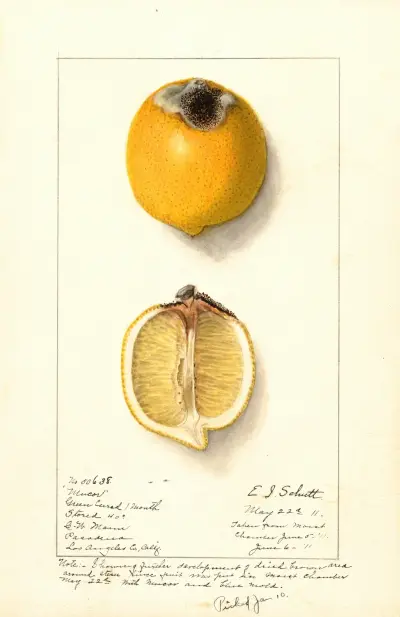 Citrus limon av Ellen Isham Schutt