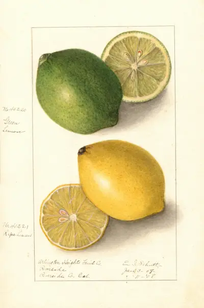 Citrus limon av Ellen Isham Schutt