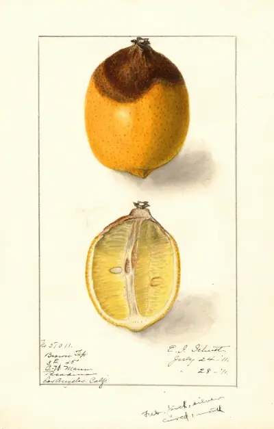 Citrus limon av Ellen Isham Schutt