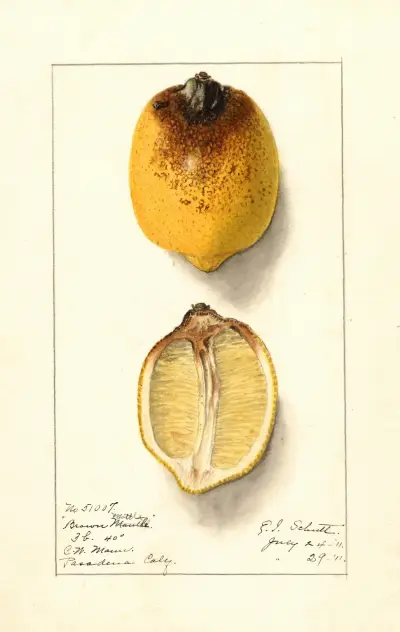 Citron av Ellen Isham Schutt