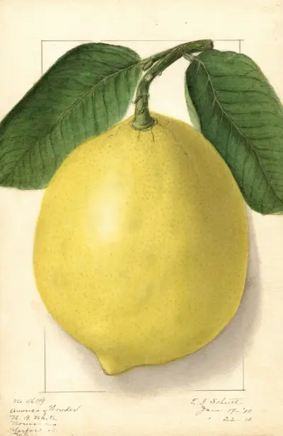 Citrus limon: American Wonder av Ellen Isham Schutt