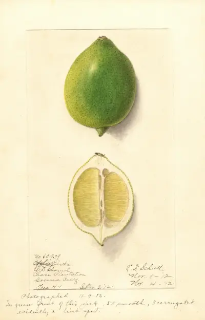 Citrus limon: Eureka, 1912 – Nr. 2 von Ellen Isham Schutt
