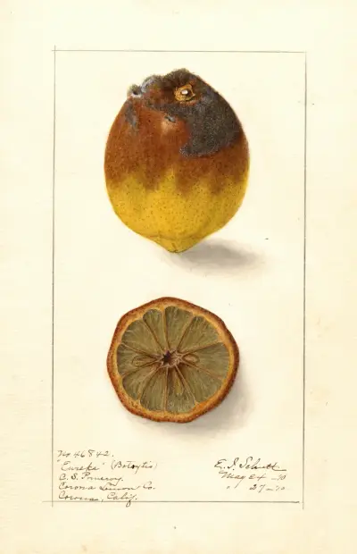 Citrus limon: Eureka av Ellen Isham Schutt